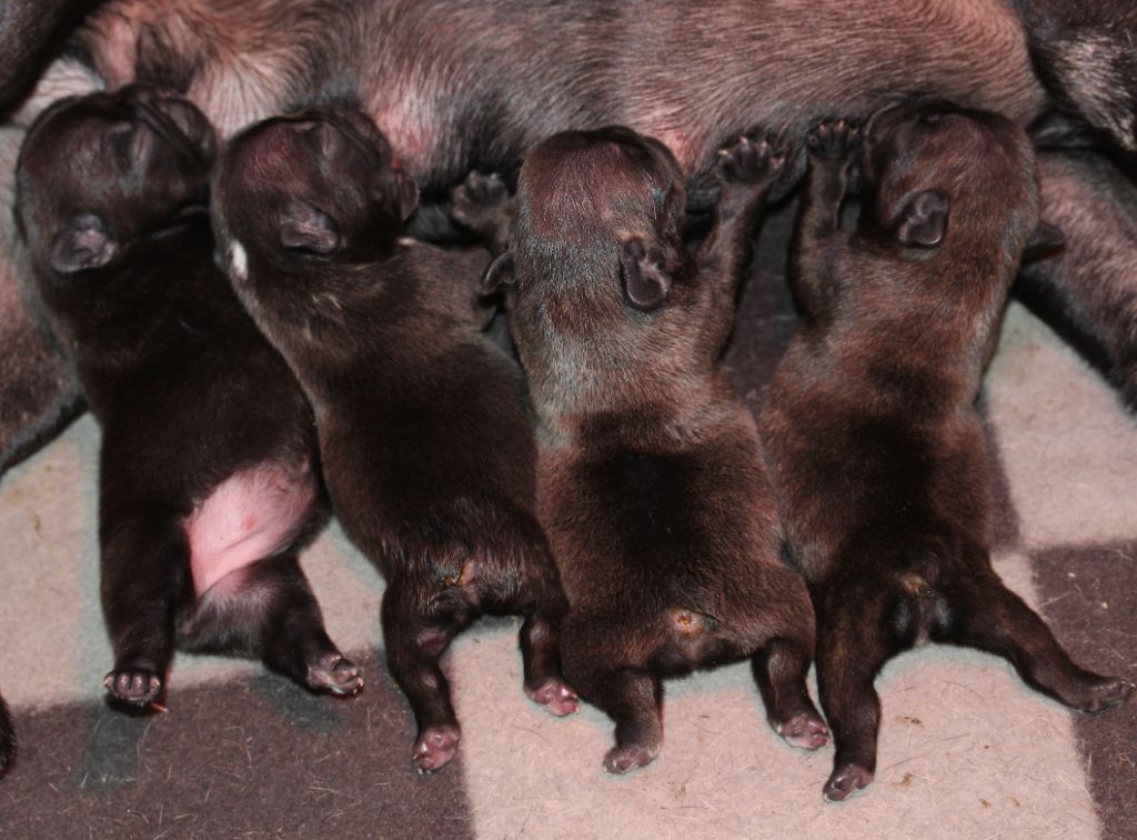 Chiot Bouledogue français de la Vallée de Takamaka