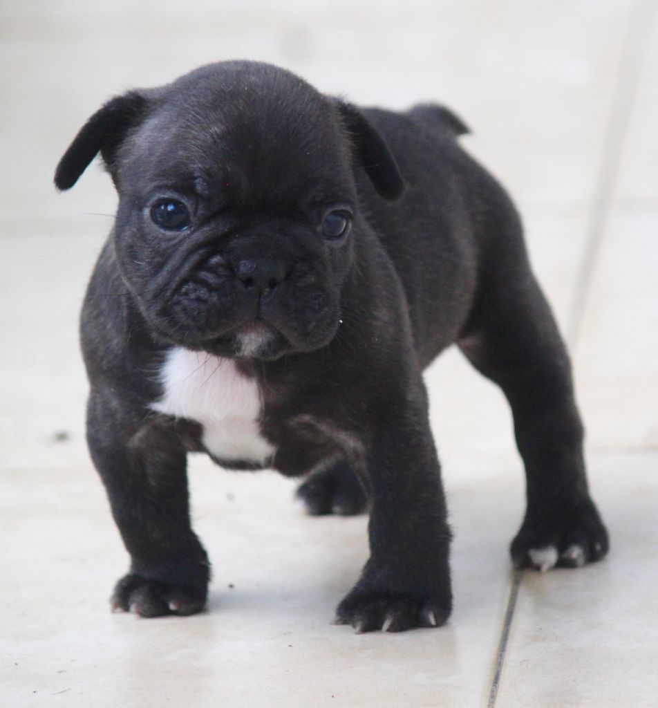 de la Vallée de Takamaka - Chiots disponibles - Bouledogue français