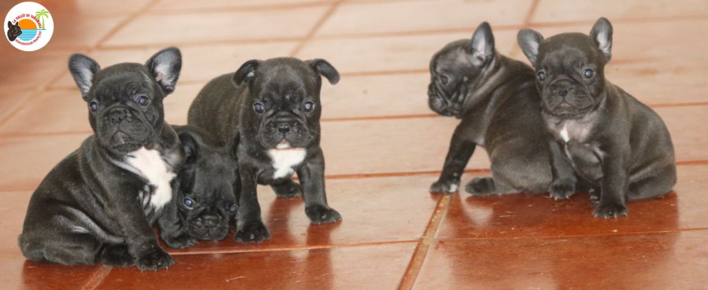 Chiot Bouledogue français de la Vallée de Takamaka